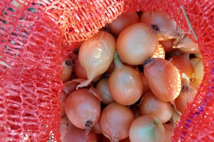 Продаж цибулі оптом- фото № 3