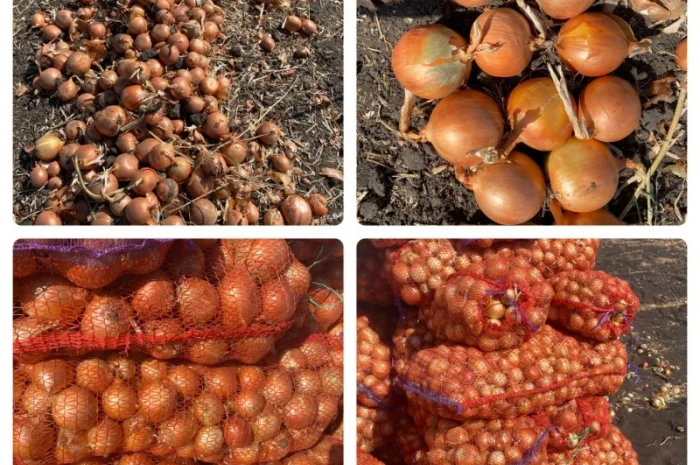 Продаж цибулі оптом- фото № 4