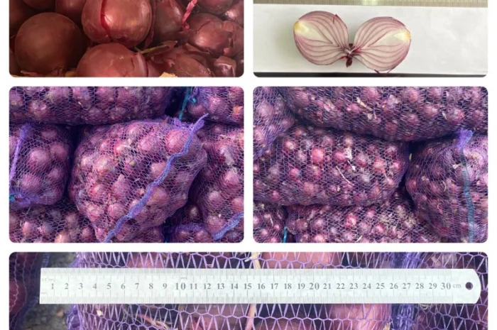 Цибуля оптом фіолетова, червона, МАРС, Харків- фото № 1