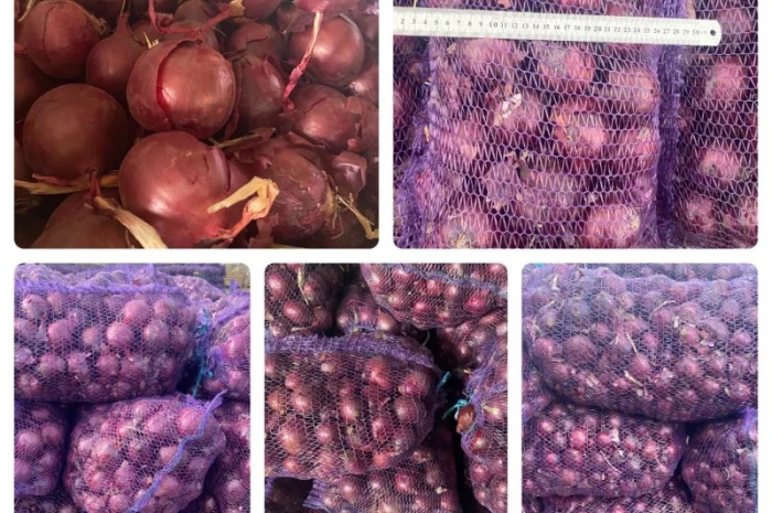 Цибуля оптом фіолетова, червона, МАРС, Харків- фото № 2