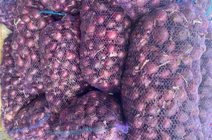 Цибуля оптом фіолетова, червона, МАРС, Харків- фото № 3