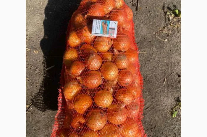 Лук репчатый, золотистый сорт на продажу- фото № 5