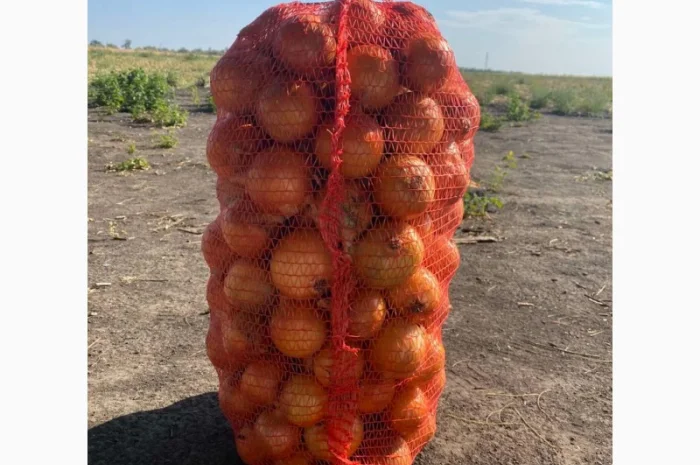 Лук репчатый, золотистый сорт на продажу- фото № 6