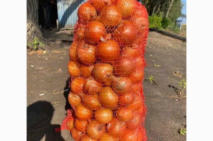 Лук репчатый, золотистый сорт на продажу- фото № 1