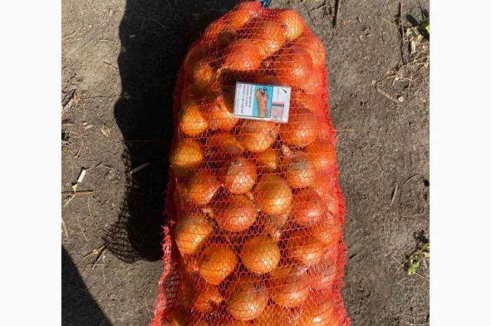 Лук репчатый, золотистый сорт на продажу- фото № 3