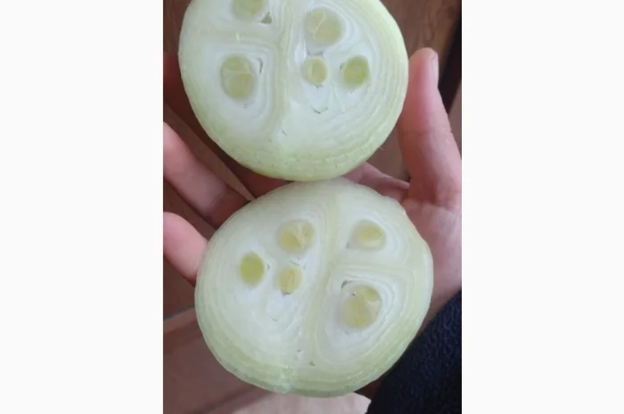 Якісний лук Штутгарт на перо- фото № 4