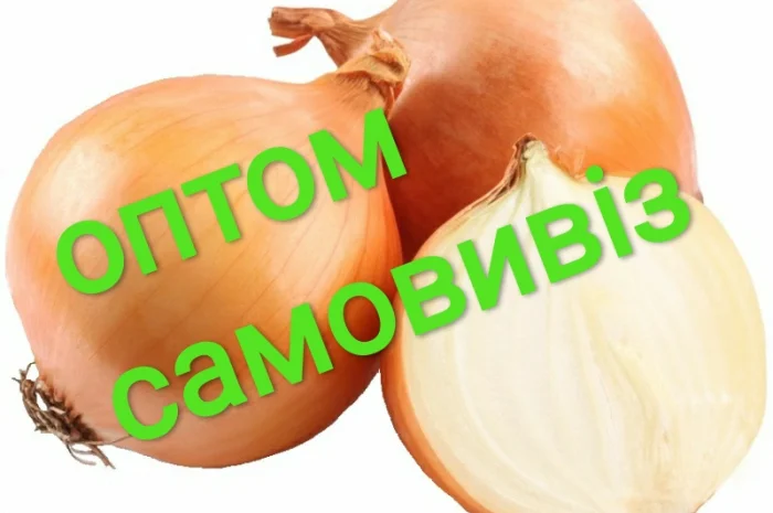 Закупівля молодого лука оптом- фото № 1