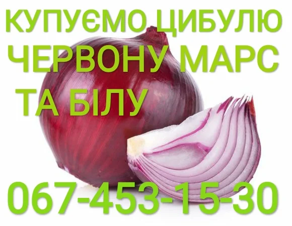 Куплю цибулю червону (Марс)- фото № 1
