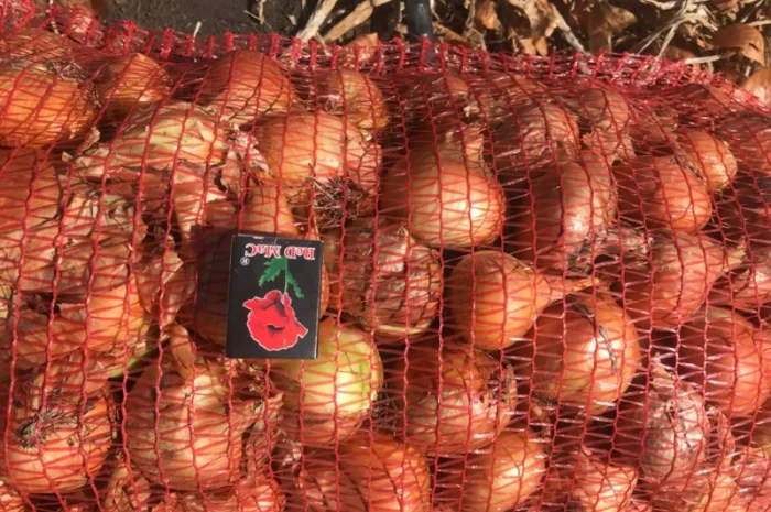 Продам лук Штутгартен Ризен на перо- фото № 1