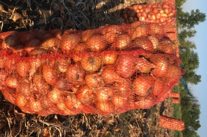 Продам лук Штутгартен Ризен на перо- фото № 2