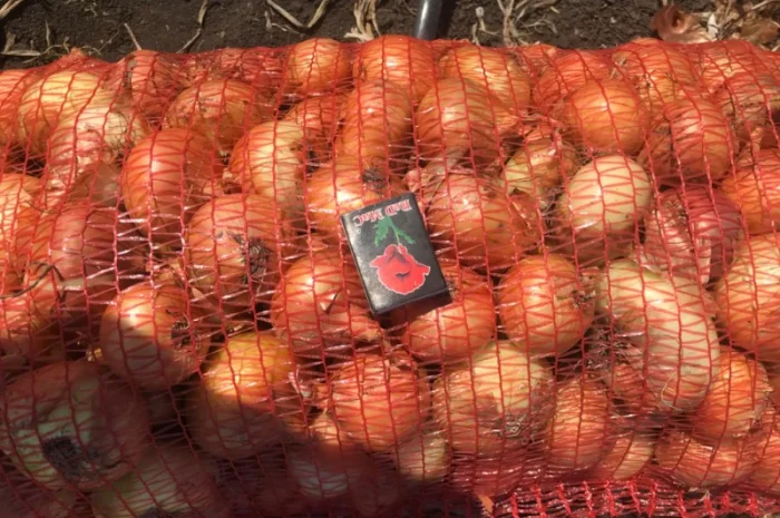 Продам лук Штутгартен Ризен на перо- фото № 3