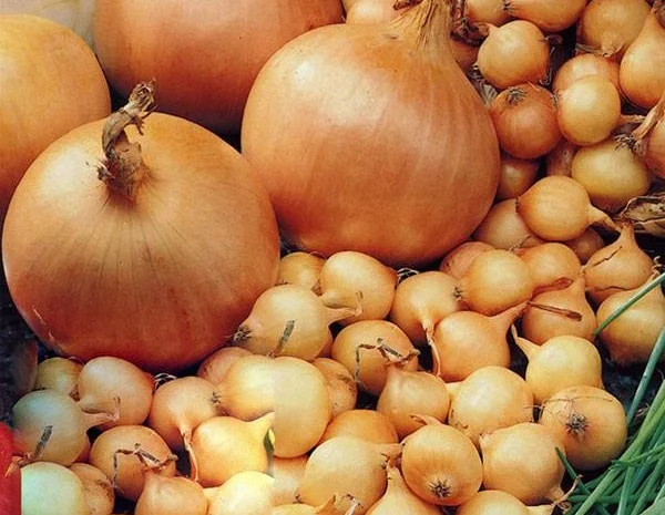 Лук-севок "Штутгартер ризен" Голандия- фото № 1