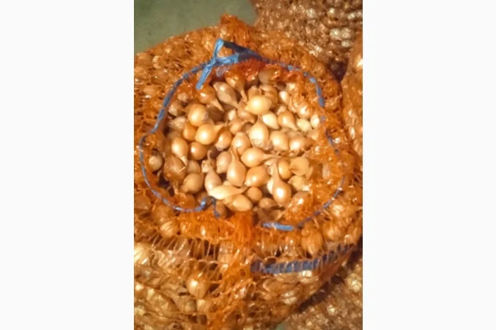 Продам лук-севок- фото № 1