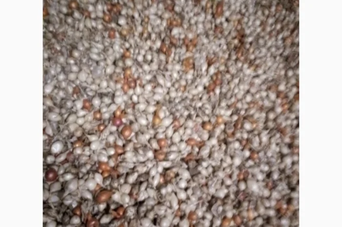 Продам лук-севок- фото № 4