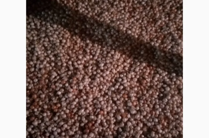 Продам лук-севок- фото № 5