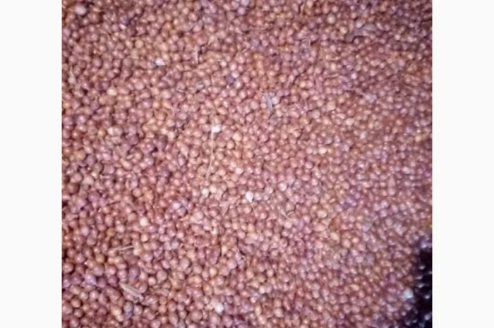 Продам лук-севок- фото № 6