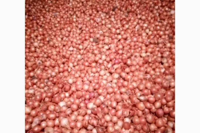 Продам лук-севок- фото № 7