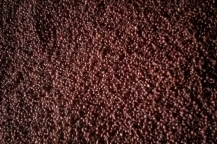 Продам лук-севок- фото № 8