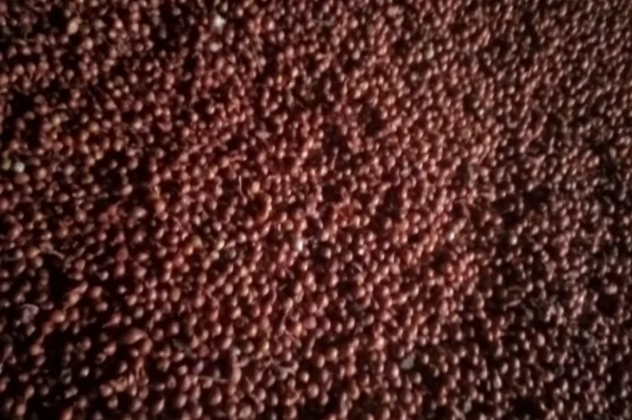 Продам лук-севок- фото № 9