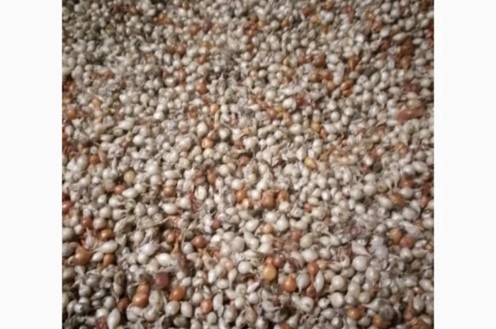 Продам лук-севок- фото № 10