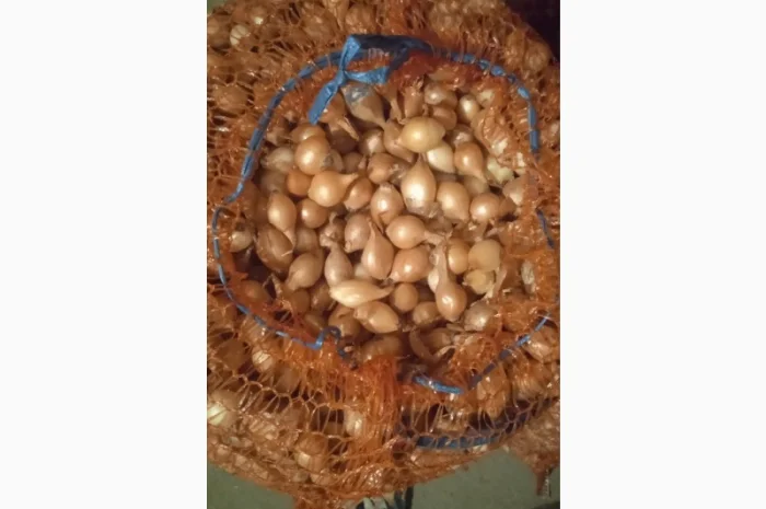 Продам лук-севок- фото № 2