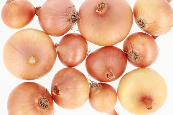 Цибуля Штутгартен фракція 2,5-6 см- фото № 1