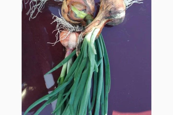 Продажа лука на перо Штутгартен Ризен- фото № 1