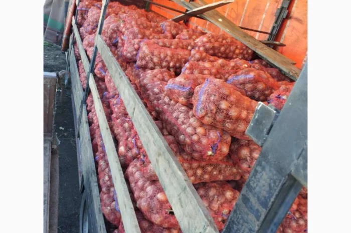 Продаж Цибули Гуртом, Сорт Легенд- фото № 2