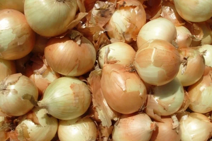 Продаж цибулі 2 сорт оптом- фото № 1