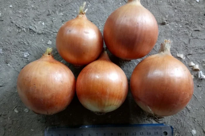 Продаж цибулі ріпчастої оптом- фото № 1