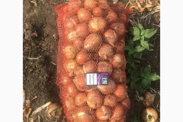 Продаж товарної цибулі оптом- фото № 1