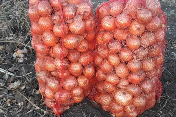 Продаж цибулі оптом у Вінниці- фото № 1