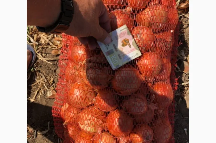 Продаж цибулі оптом- фото № 1