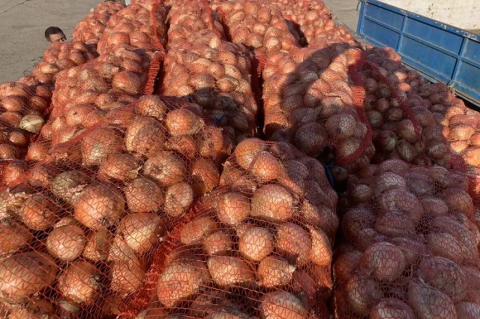 Пропоную якісну цибулю оптом- фото № 1