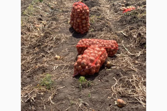 Якісна цибуля на продаж оптом- фото № 1