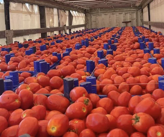 Продаю лук опт кенди медуза огурцы корнишон помидор бобкат хапинет слива и персик- фото № 5