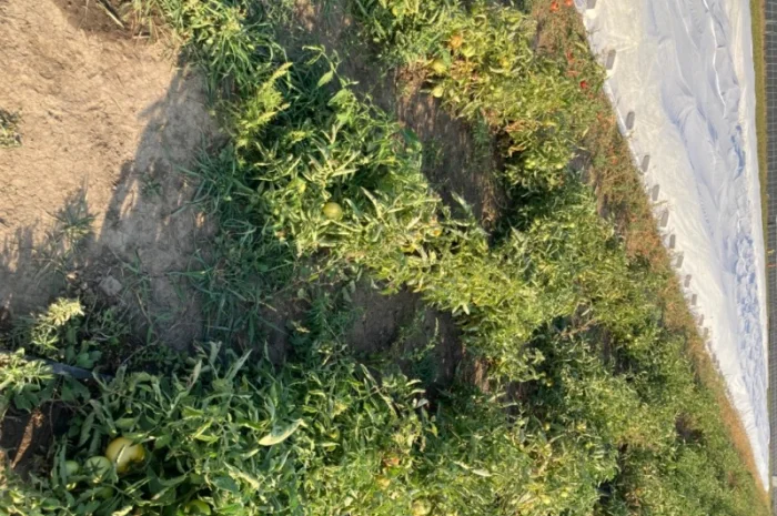 Продаю лук опт кенди медуза огурцы корнишон помидор бобкат хапинет слива и персик- фото № 6