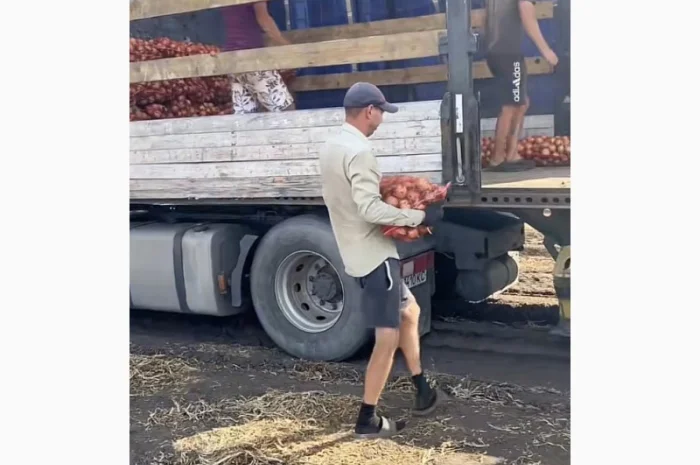 Продаю лук опт кенди медуза огурцы корнишон помидор бобкат хапинет слива и персик- фото № 1