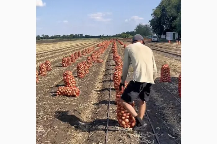 Продаю лук опт кенди медуза огурцы корнишон помидор бобкат хапинет слива и персик- фото № 2