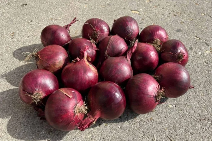 Продаж червоної цибулі- фото № 1