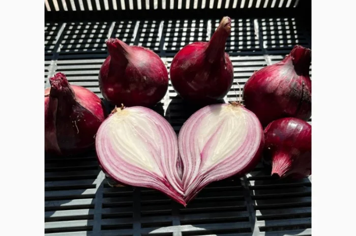 Продаж червоної цибулі- фото № 2