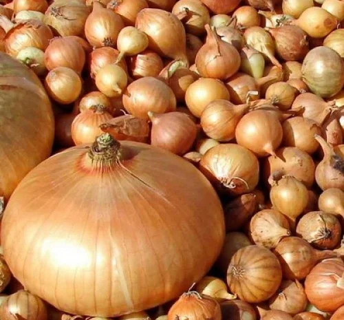 Продаж лука севка- фото № 1