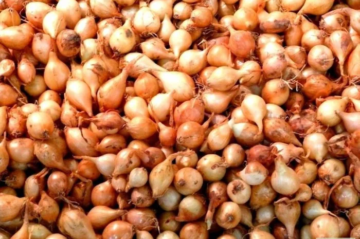 Лук-севок різних коллібрів на продаж- фото № 1