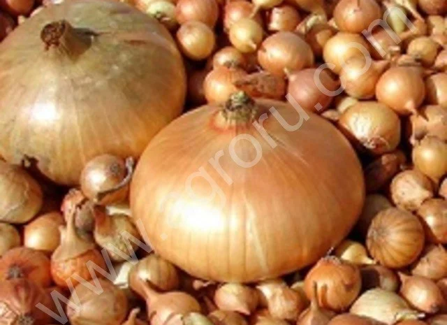 Лук севок різних сортів- фото № 1