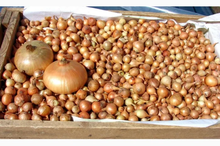 Продаж лука-севка будь-якого розміру- фото № 2