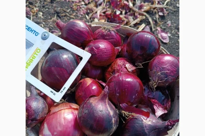 Продаж синього лука- фото № 1