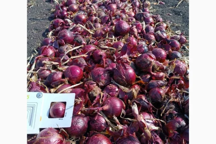 Продаж синього лука- фото № 2