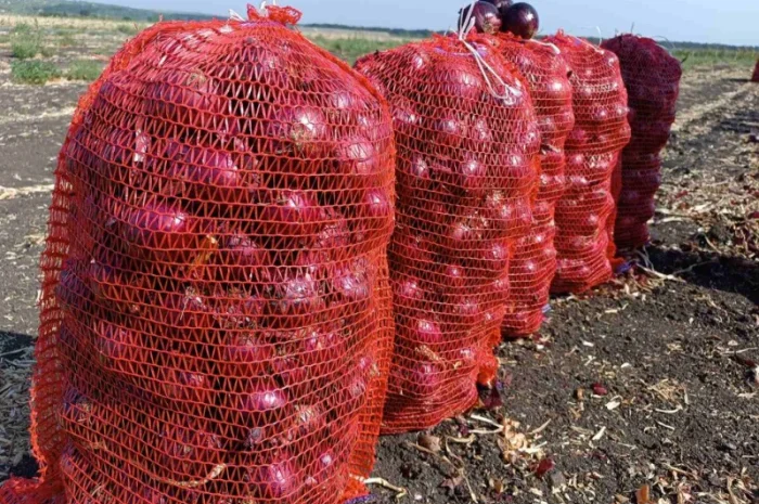 Продаж синього лука- фото № 3