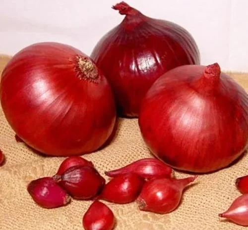 Продаём лук севок на постоянной основе- фото № 5