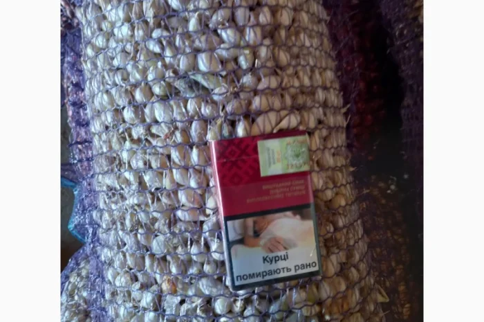 Продаём лук севок на постоянной основе- фото № 6